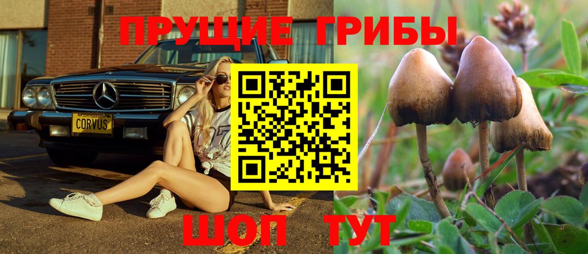 Псилоцибиновые грибы Psilocybine cubensis Северобайкальск